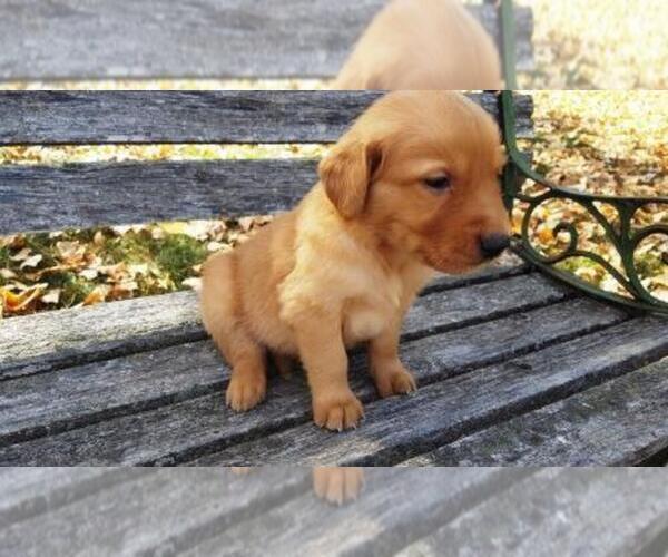 Medium Photo #7 Golden Retriever Puppy For Sale in LEON, KS, USA