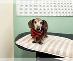 Small #2 Dachshund