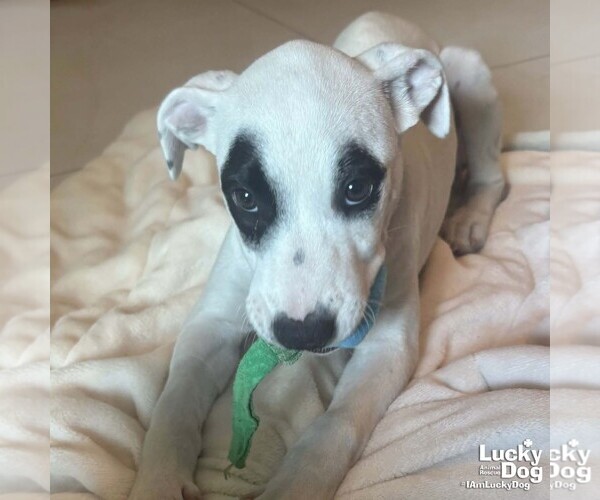 Medium Photo #1 Labrador Retriever-Retriever  Mix Puppy For Sale in Washington, DC, USA