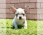 Small Photo #56 French Bulldog Puppy For Sale in CHARLOTTE, NC, USA