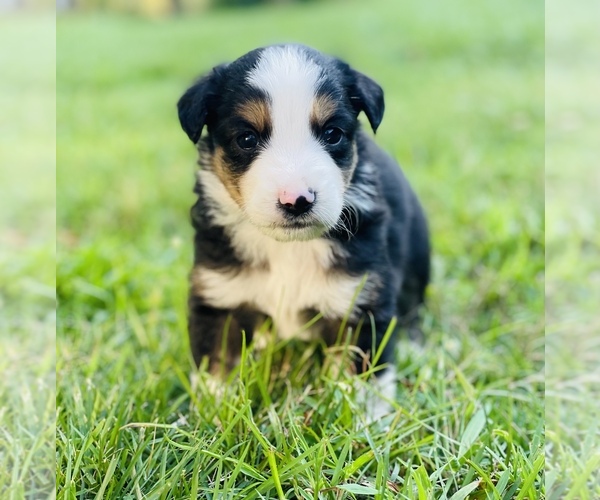 Medium Photo #6 Miniature Australian Shepherd Puppy For Sale in OPELIKA, AL, USA