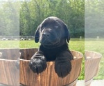 Small #1 Labrador Retriever