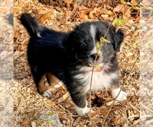 F2 Aussiedoodle Puppy for sale in ONAWAY, MI, USA