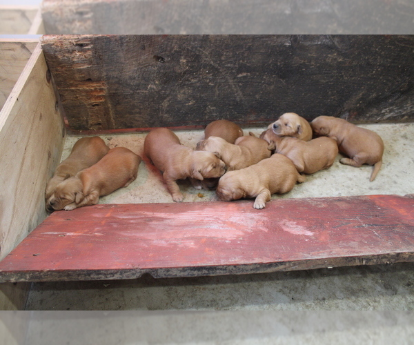 Medium Photo #2 Golden Retriever Puppy For Sale in MIDDLEBURG, PA, USA