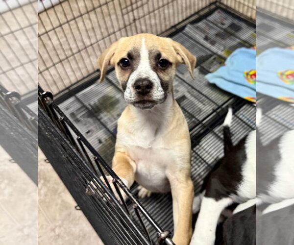 Medium Photo #6 American Boston Bull Terrier Puppy For Sale in Gilberts, IL, USA