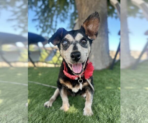 Medium Photo #2 Chihuahua Puppy For Sale in  Ramona, CA, USA