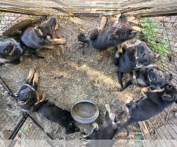 Medium Photo #1 German Shepherd Dog Puppy For Sale in RAINIER, WA, USA