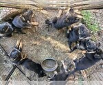 Small German Shepherd Dog