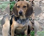 Small Photo #2 Beagle-Unknown Mix Puppy For Sale in Rockaway, NJ, USA