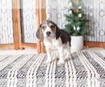 Small Photo #3 Beagle Puppy For Sale in NAPLES, FL, USA