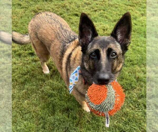 Medium Photo #1 Mutt Puppy For Sale in Imlay City, MI, USA