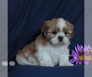 Shih Tzu Puppy for sale in NARVON, PA, USA