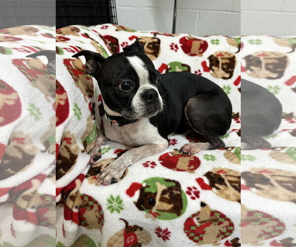 Medium Photo #2 Boston Terrier Puppy For Sale in York, SC, USA