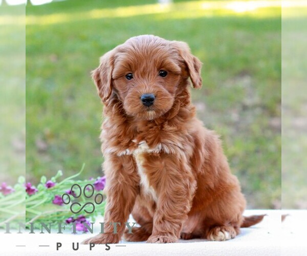 Medium Photo #3 Goldendoodle (Miniature) Puppy For Sale in LITITZ, PA, USA