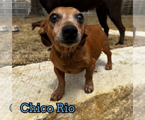 Medium Photo #13 Dachshund Puppy For Sale in San Antonio, TX, USA