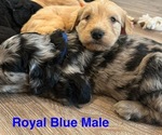 Small Photo #16 Golden Mountain Doodle  Puppy For Sale in CHOUDRANT, LA, USA