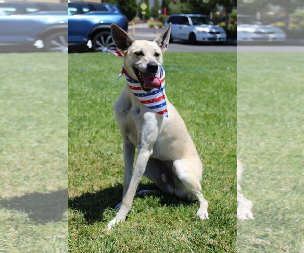 Medium Photo #3 Greyhound Puppy For Sale in Petaluma, CA, USA