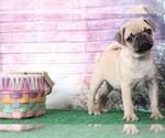 Small Photo #3 Pug Puppy For Sale in BEL AIR, MD, USA