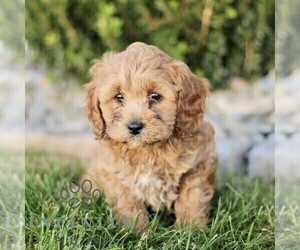 Cavapoo Puppy for sale in BIRD IN HAND, PA, USA