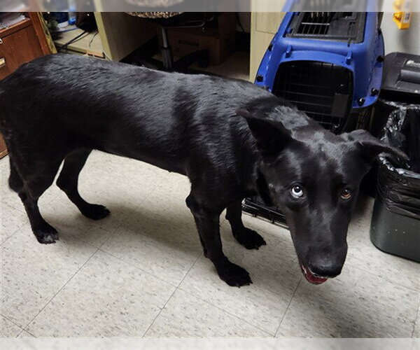 Medium Photo #1 German Shepherd Dog-Unknown Mix Puppy For Sale in Plano, TX, USA