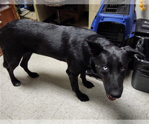 German Shepherd Dog-Unknown Mix Dogs for adoption in Plano, TX, USA