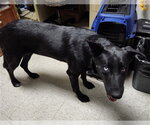 CASSIE - Female German Shepherd Dog-Unknown Mix Dog for Adoption - Small photo