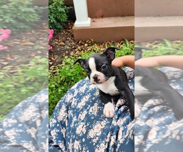 Medium Photo #2 Boston Terrier Puppy For Sale in GREENWOOD, WI, USA