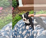 Small #1 Boston Terrier
