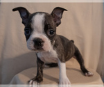 Small #11 Boston Terrier