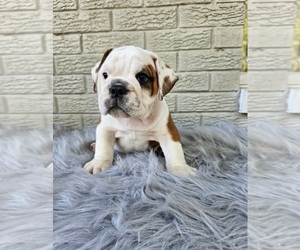 Bulldog Puppy for sale in INDIANAPOLIS, IN, USA