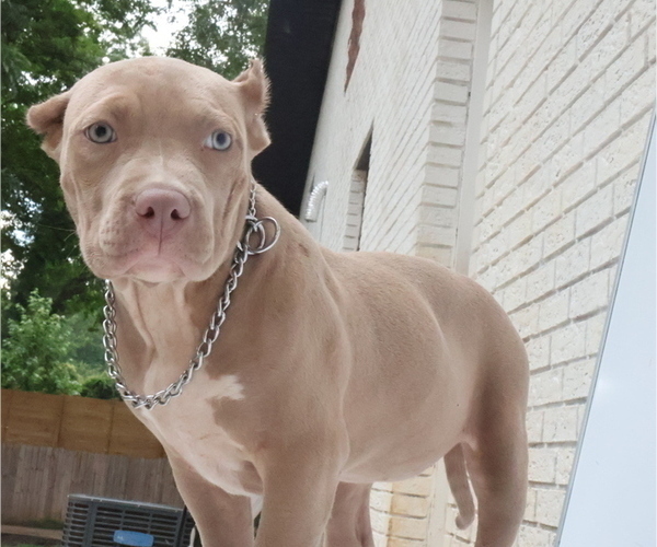 Medium Photo #1 American Bully Puppy For Sale in LOCUST, NC, USA