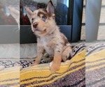 Small Photo #3 Pomsky Puppy For Sale in KANSAS CITY, KS, USA