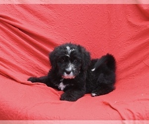 Bernedoodle (Miniature) Puppy for sale in SUGARCREEK, OH, USA