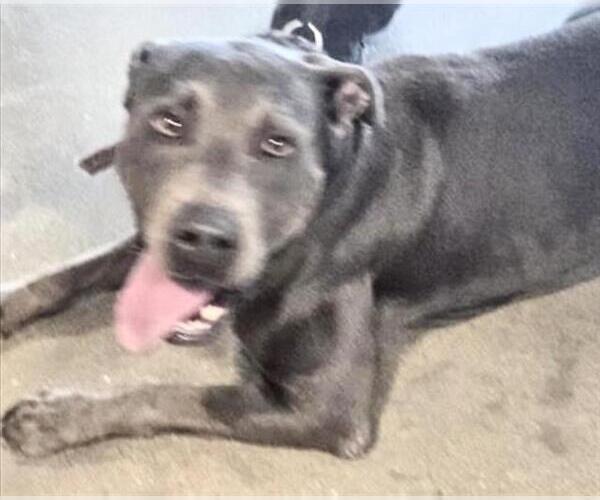 Medium Photo #1 Mutt Puppy For Sale in Houston, TX, USA