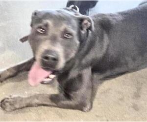 Mutt Dogs for adoption in Houston, TX, USA