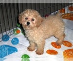 Small Photo #1 Poodle (Toy) Puppy For Sale in ORO VALLEY, AZ, USA