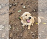 Small #3 Golden Retriever