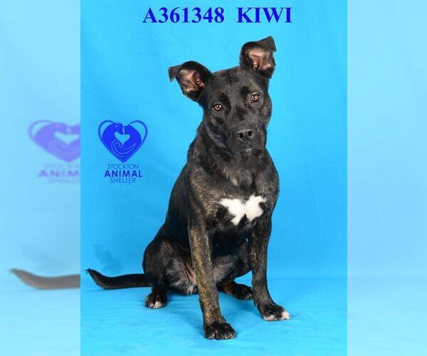 Medium Photo #2 American Pit Bull Terrier-Unknown Mix Puppy For Sale in Stockton, CA, USA