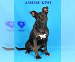 Small #1 American Pit Bull Terrier Mix