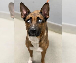 Gerberian Shepsky Dogs for adoption in Las Vegas, NV, USA