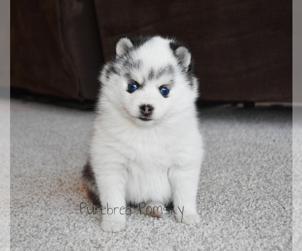 Medium Photo #3 Pomsky Puppy For Sale in KANSAS CITY, MO, USA