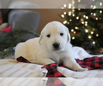 Small Photo #1 English Cream Golden Retriever Puppy For Sale in DUNDEE, OH, USA