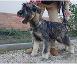 Small Photo #7 Schnauzer (Giant) Puppy For Sale in Hatvan, Heves, Hungary