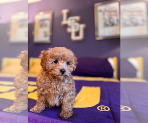 Double Doodle Puppy for sale in VICTORIA, TX, USA