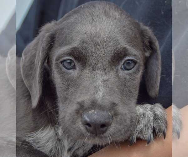 Medium Photo #5 Mutt Puppy For Sale in Huntley, IL, USA