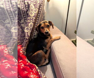 Chiweenie Dogs for adoption in St. Louis Park, MN, USA