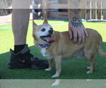 Small #1 Chihuahua Mix