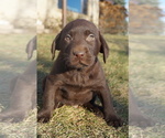 Puppy Hickory Labrador Retriever