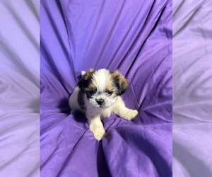 Shih Tzu Puppy for sale in AURORA, CO, USA