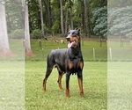 Small #3 Doberman Pinscher